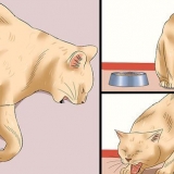 Come determinare se un gatto ha la rabbia