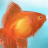 Determinare se il tuo pesce rosso è maschio o femmina