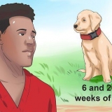Determinare se il tuo cane ha parvo