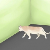 Determinare se il tuo gatto è cieco