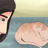 Determinare se il tuo gatto è morto
