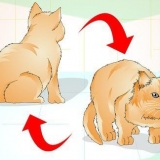 Determinare se il tuo gatto è in sovrappeso