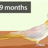 Determinare se il tuo cockatiel è un maschio o una femmina