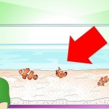 Determinare se il tuo pesce è malato