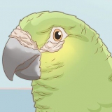Determinare se il tuo uccello ha gli acari