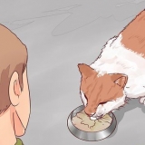 Decidere se far addormentare il tuo gatto
