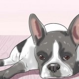 Trattare l'anemia nei cani
