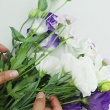 Fiori di essiccazione