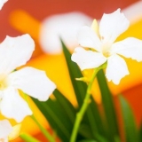 Mantieni i fiori freschi più a lungo