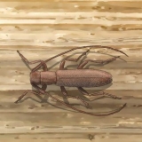 Combattere lo scarabeo dal corno lungo