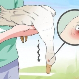 Trattamento del botulismo in un'anatra
