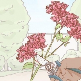 Bougainvillea di propagazione