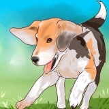 Beagle da addestramento