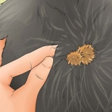 Rimuovere le sbavature dal pelo di un cane