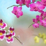 Orchidee in crescita all'aperto