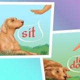 Ferma i dossi nei cani