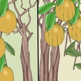 Alberi di limone in crescita all'interno
