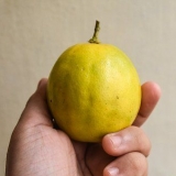 Limoni maturi