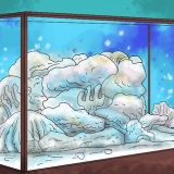 Allevamento di pesce pagliaccio