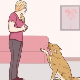 Comunicare con il tuo cane
