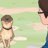 Comunica con i tuoi animali domestici