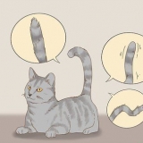 Comunicare con il tuo gatto