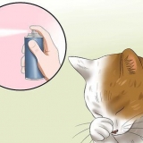 Trattare la congiuntivite nei gatti