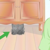 Controllare se un gatto ha la febbre