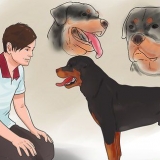 Controllare se il tuo cane è sano e felice