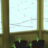 Dalie invernali