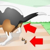 Trattamento del blocco intestinale nei cani