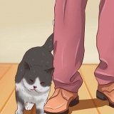Aprire la bocca di un gatto