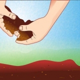 Preparare il terreno per le piante di pomodoro
