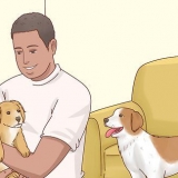 Aumentare l'appetito dei cani