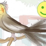 Comprendere i gesti dei cockatiels