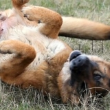 Alleviare le orecchie pruriginose di un cane