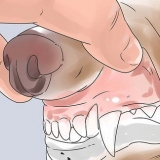 Determinare l'età del tuo cane attraverso i suoi denti