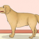 Misurare la lunghezza di un cane