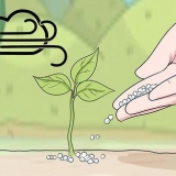 Usando il fertilizzante urea