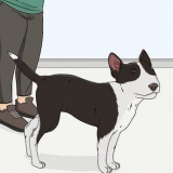 Controllare gli occhi del tuo cane