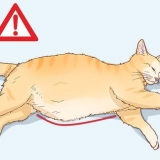 Determinare la causa di una pancia dilatata nei gatti