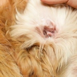 Pulisci le orecchie del tuo cane