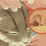 Pulisci le orecchie del tuo gatto