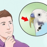 Tagliare il becco di un uccello