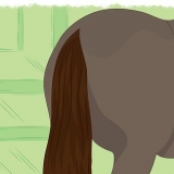 Intrecciare la coda di un cavallo