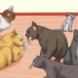 Riconoscere i segni di abuso di gatti