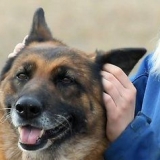 Misurare la temperatura del tuo cane senza usare un termometro