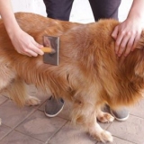 Toelettatura del mantello di un golden retriever