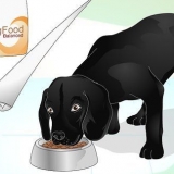 Lucida il pelo di un cane