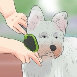Toelettatura del cappotto di un westie